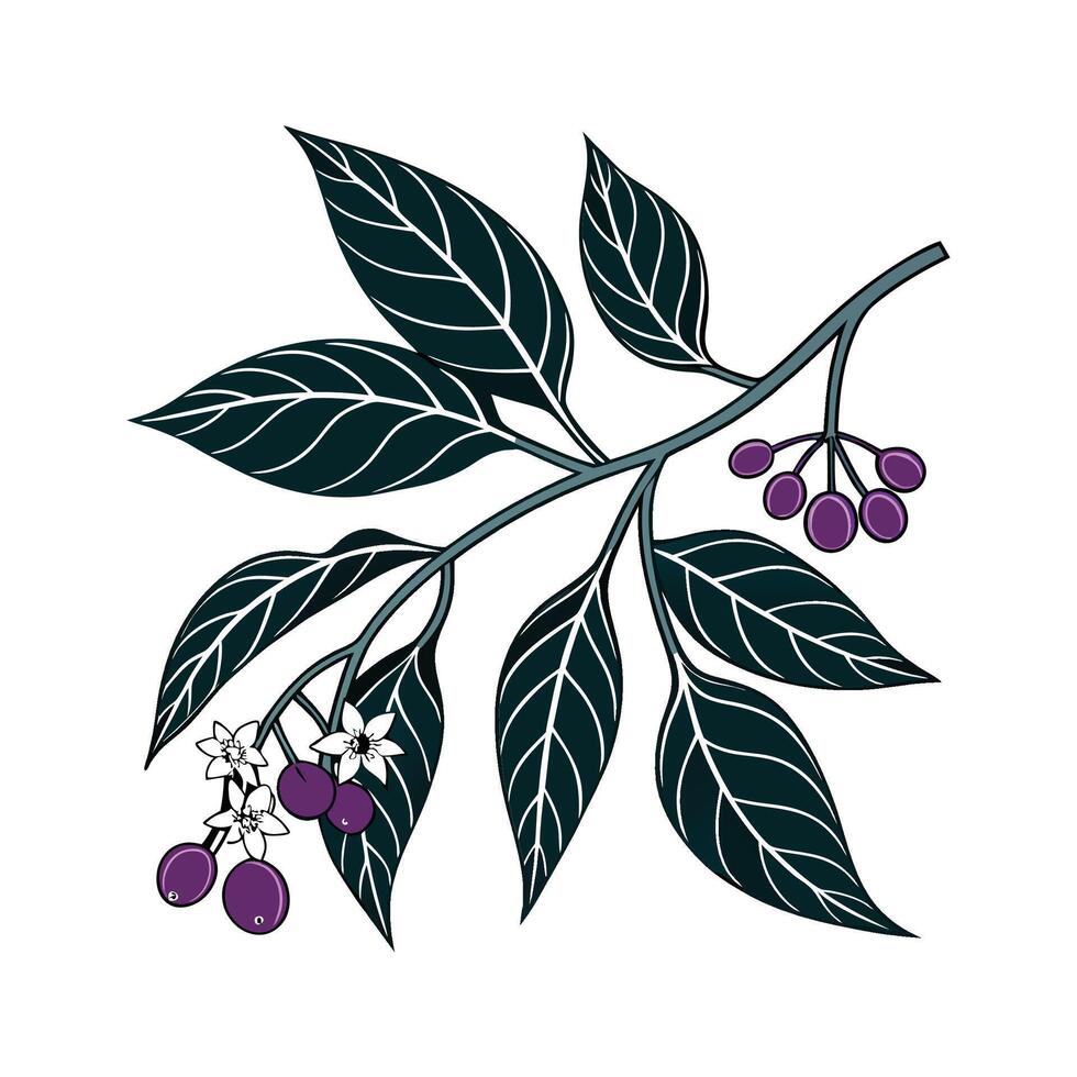 Elegant Nightshade Flower Artwork vector