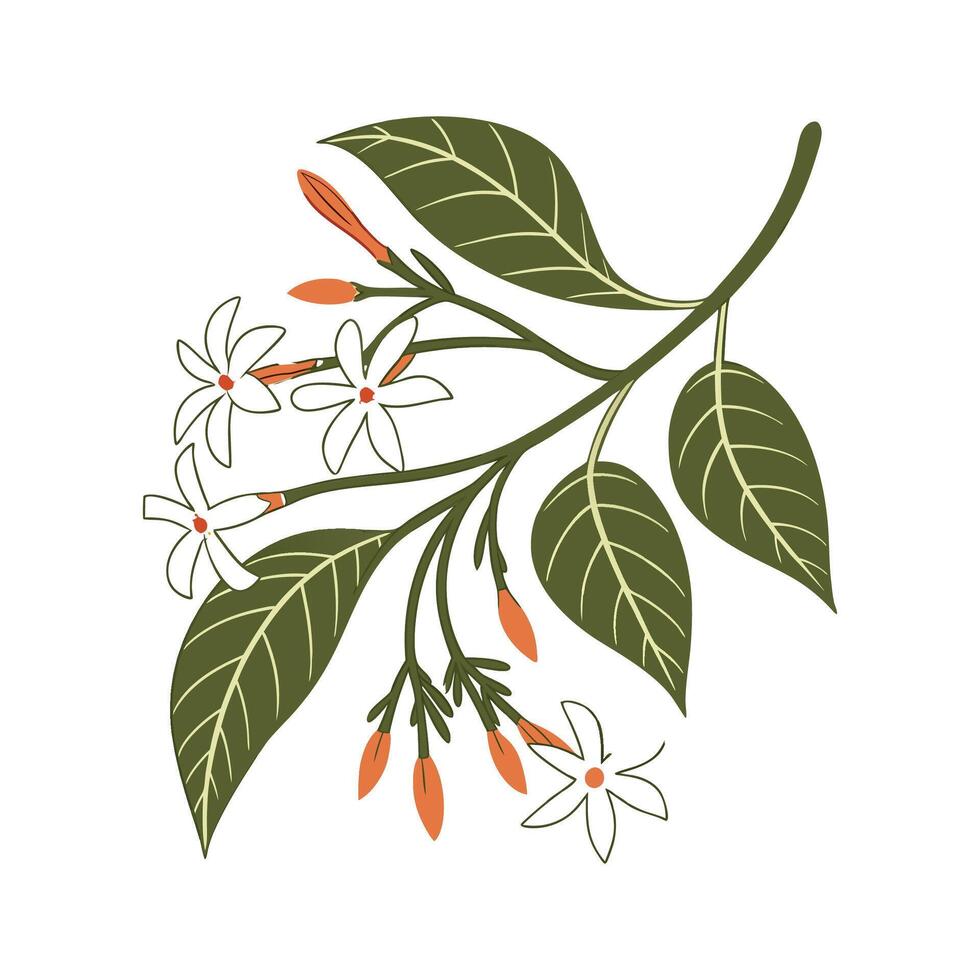 Charming Nyctanthes Design vector