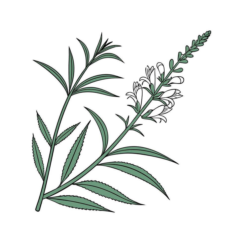 Vibrant Obedient Plant Floral Artwork vector