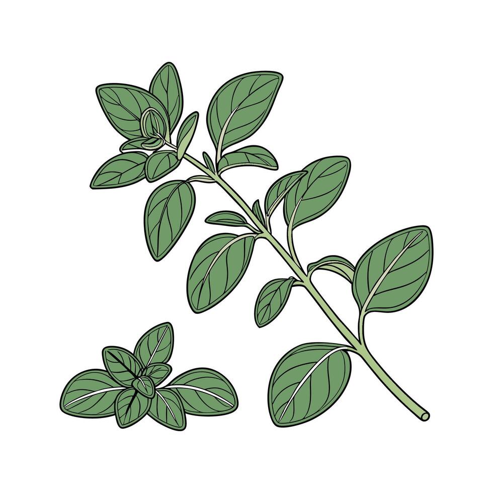 Stylish Oregano Flower Illustration vector