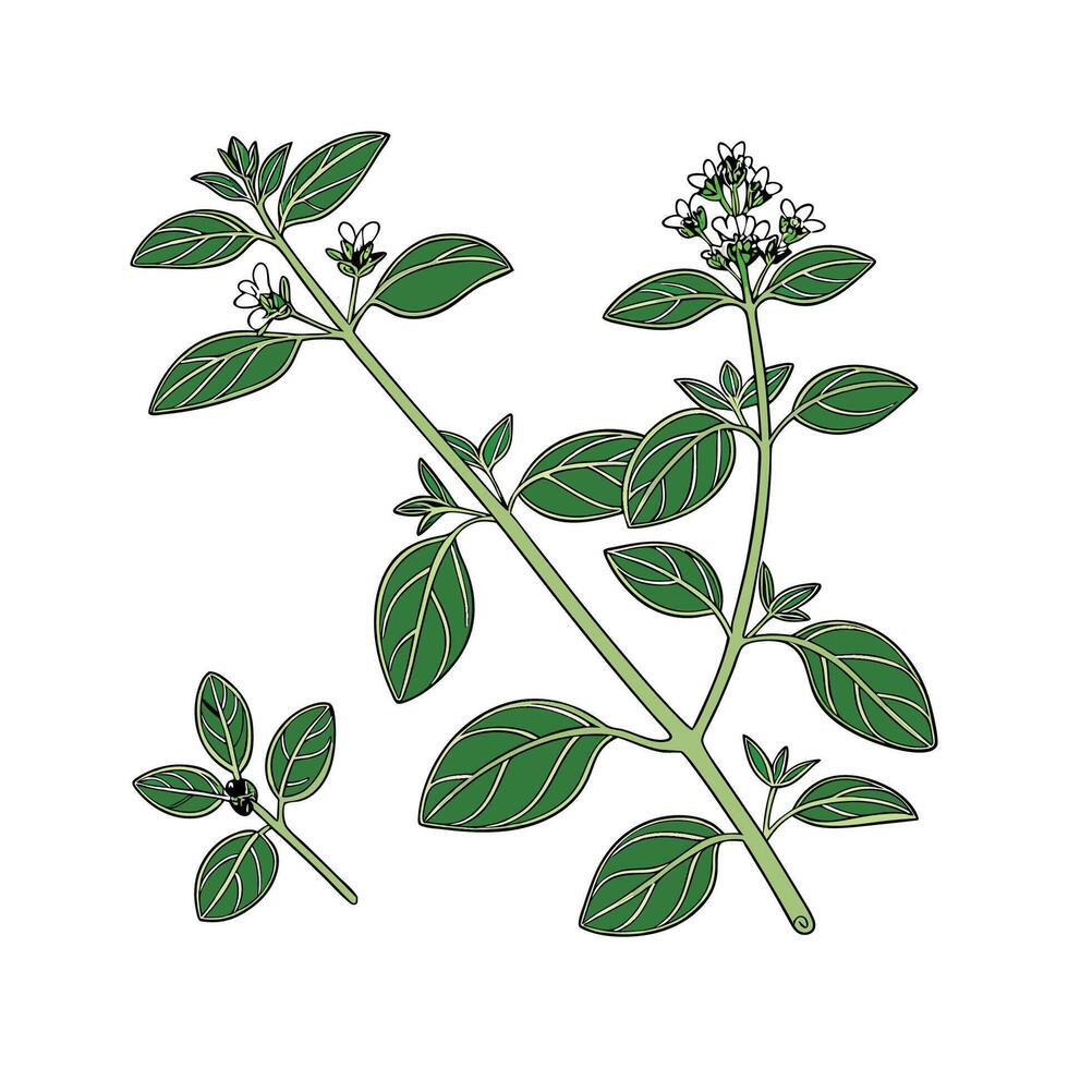 Elegant Oregano Flower Design vector