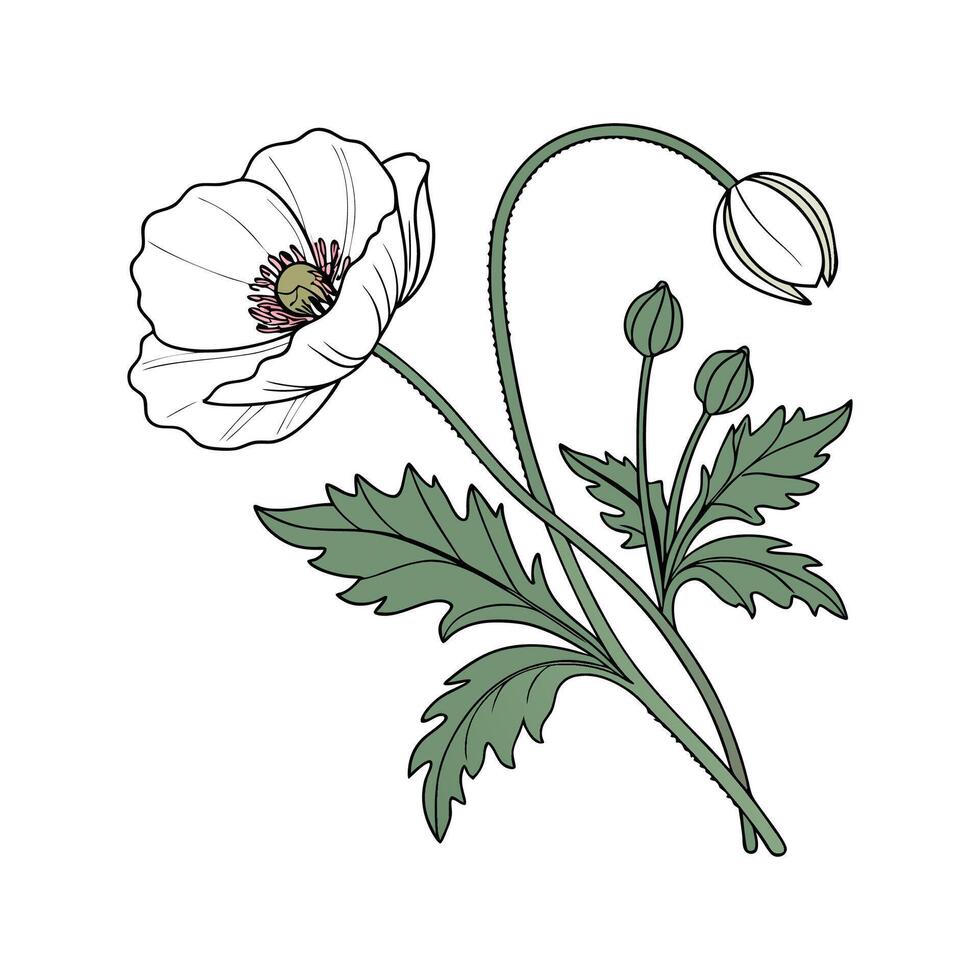 Vibrant Papaver Somniferum Floral Artwork vector
