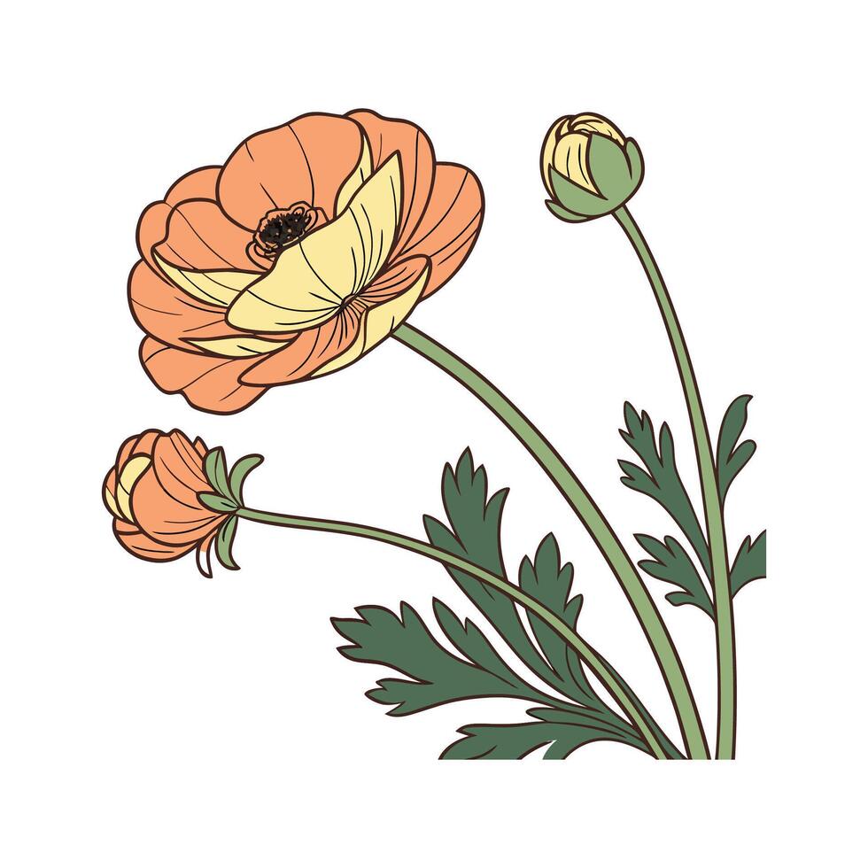 Elegant Persian Buttercup Flower Design vector