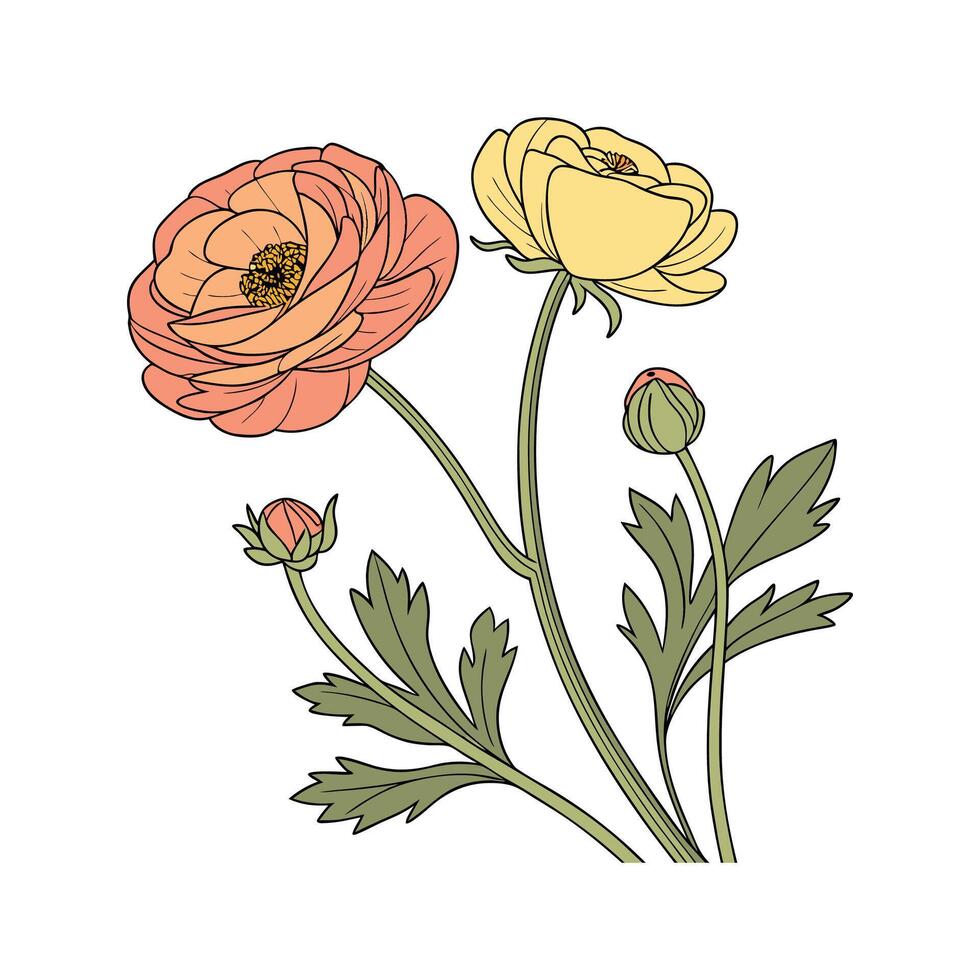 Charming Persian Buttercup Flower Design vector