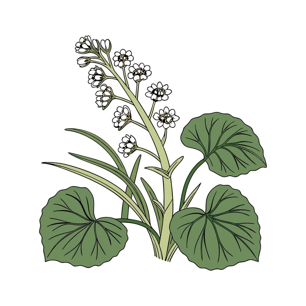 Charming Petasites Flower Design vector