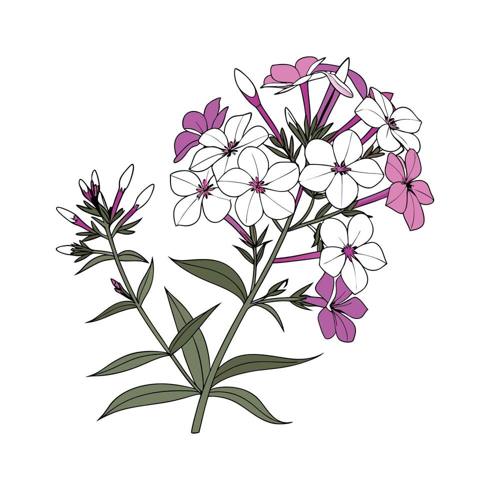 Stylish Phlox Paniculata Illustration vector