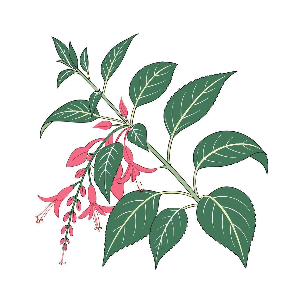 Charming Pineapple Sage Illustration vector