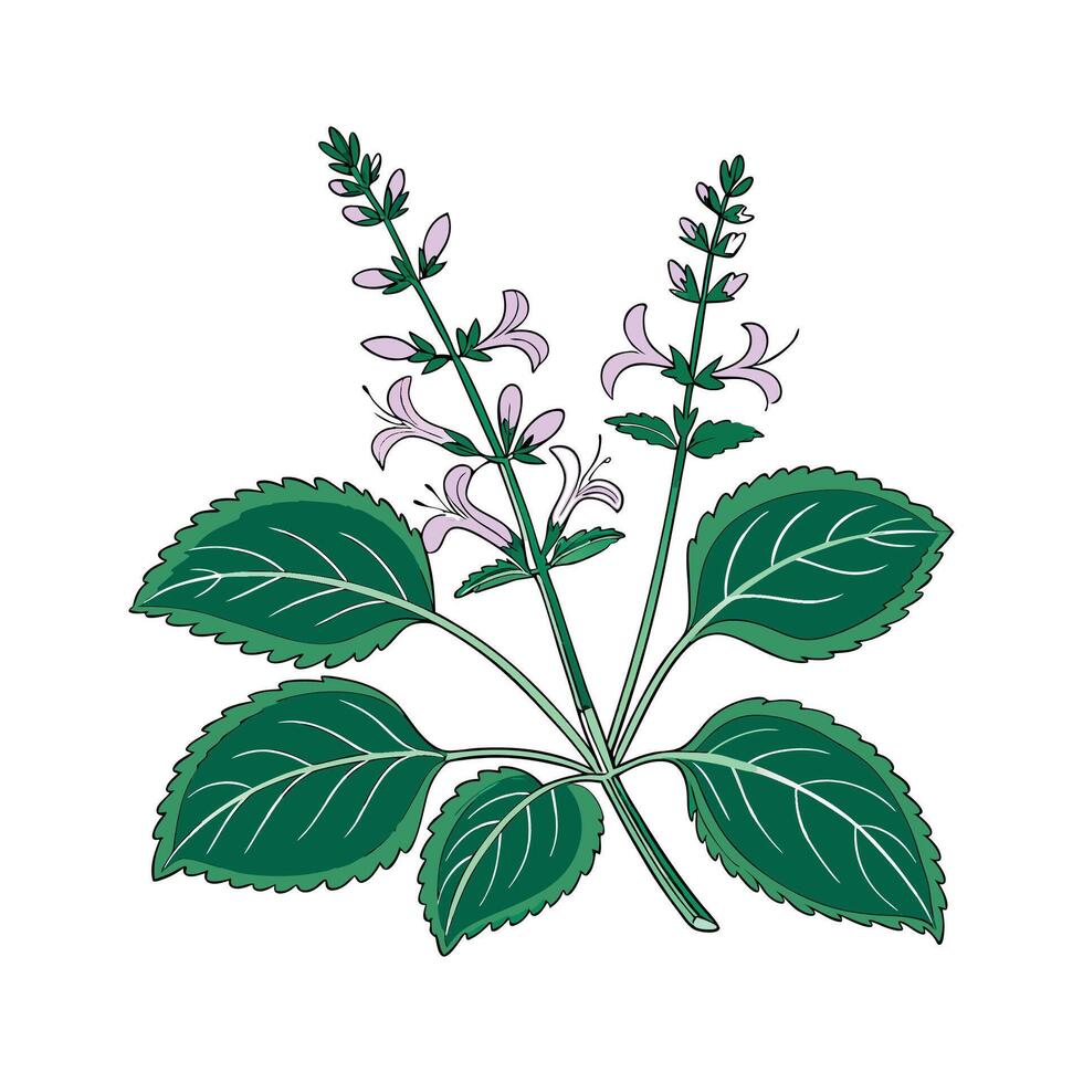 Vibrant Plectranthus Floral Artwork vector
