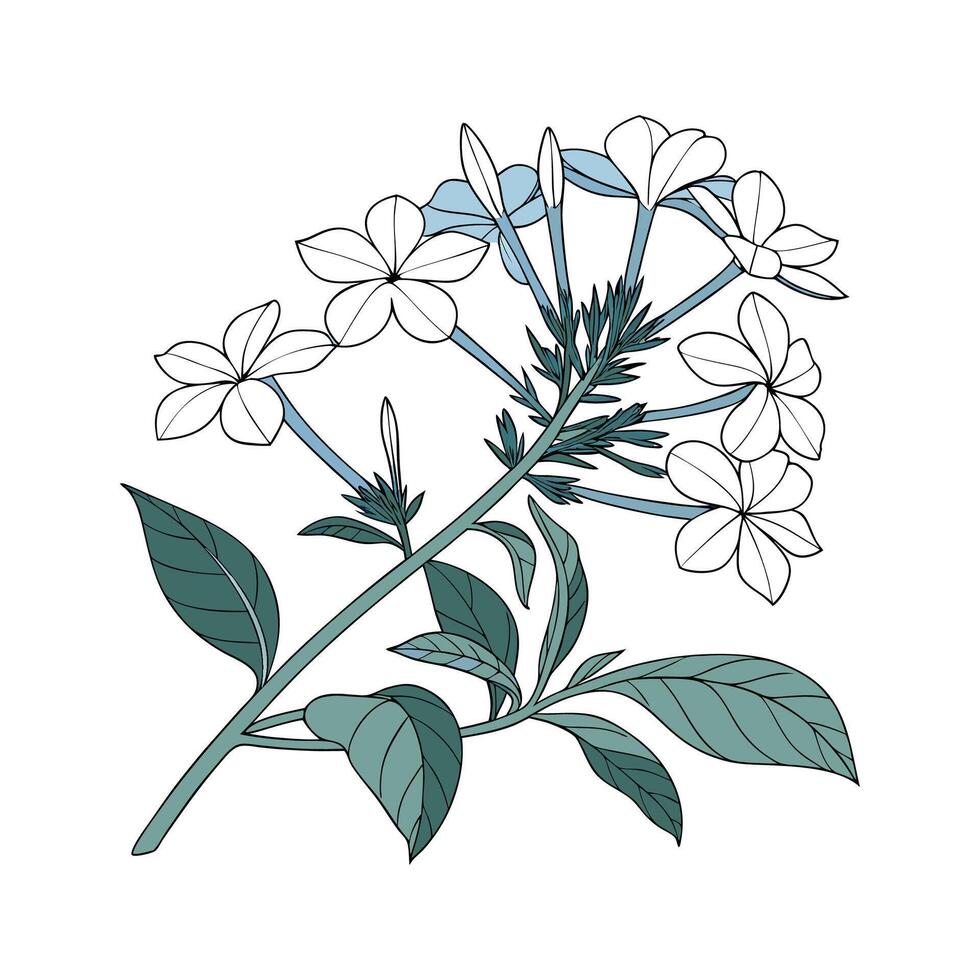 Stylish Plumbago Auriculata Illustration vector