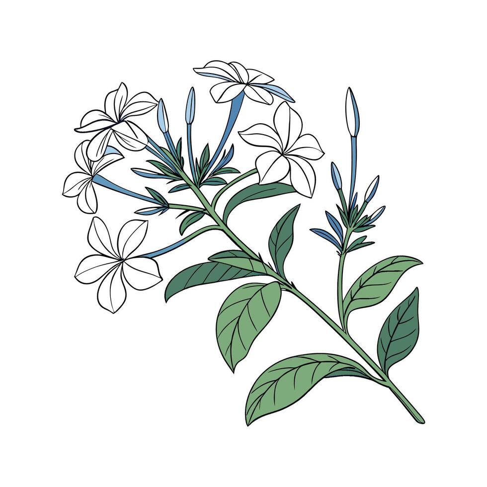 Charming Plumbago Flower Design vector