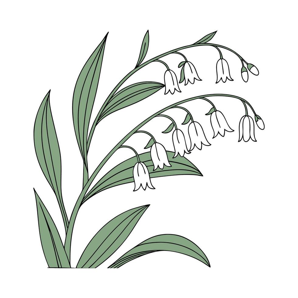 Vibrant Polygonatum Floral Artwork vector