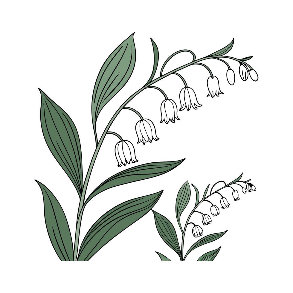 Elegant Polygonatum Floral Artwork vector
