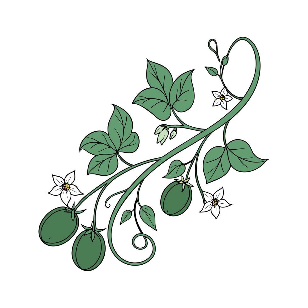 Charming Potato Vine Design vector