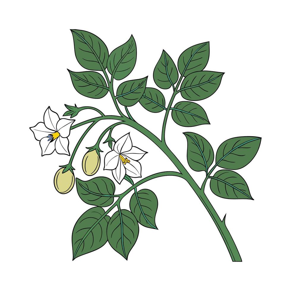 Elegant Potato Vine Flower Design vector