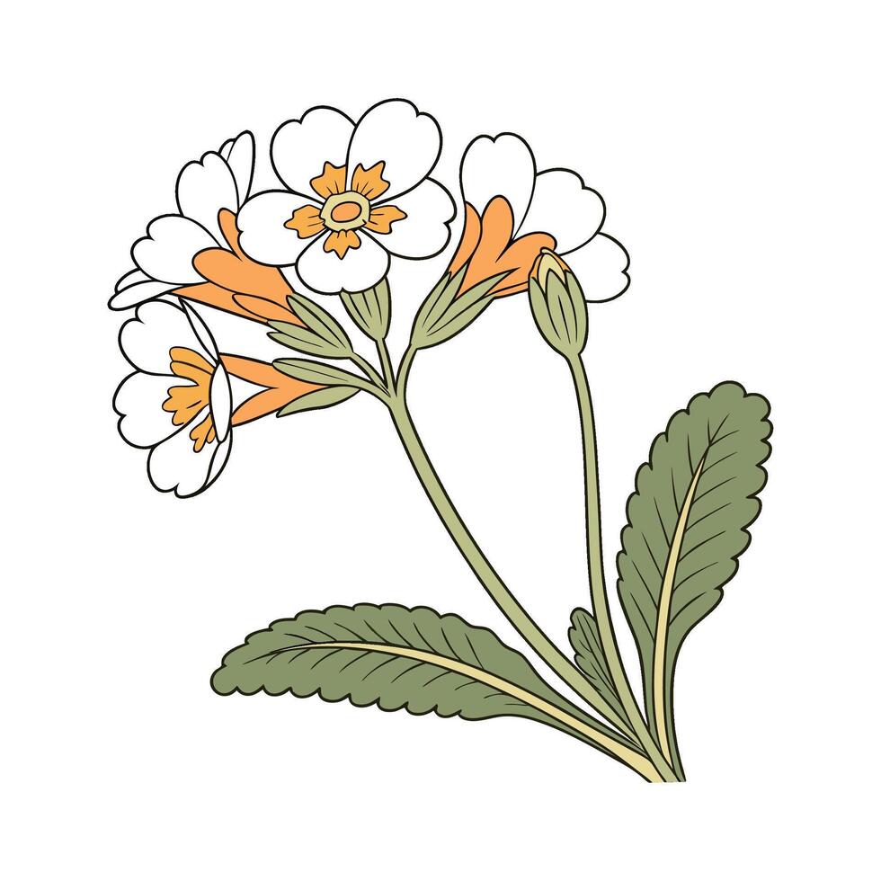 Charming Primrose Flower Design vector