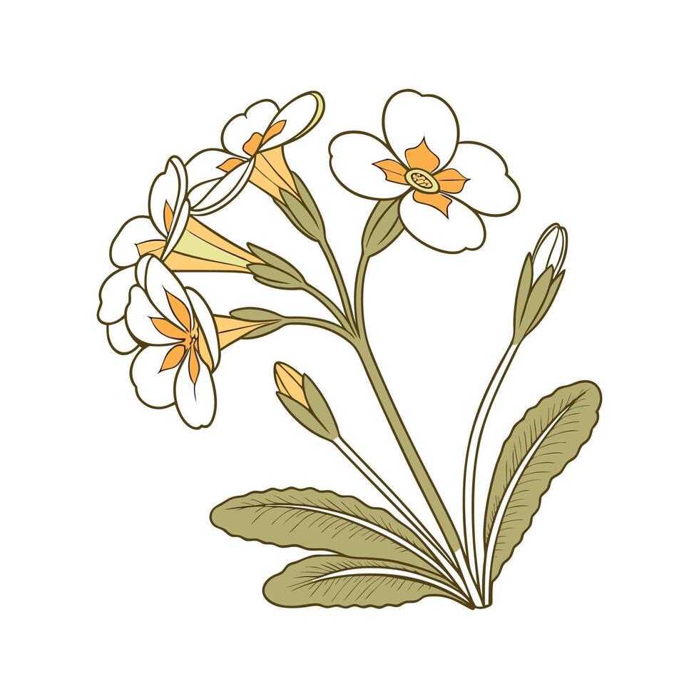Stylish Primrose Flower Illustration vector