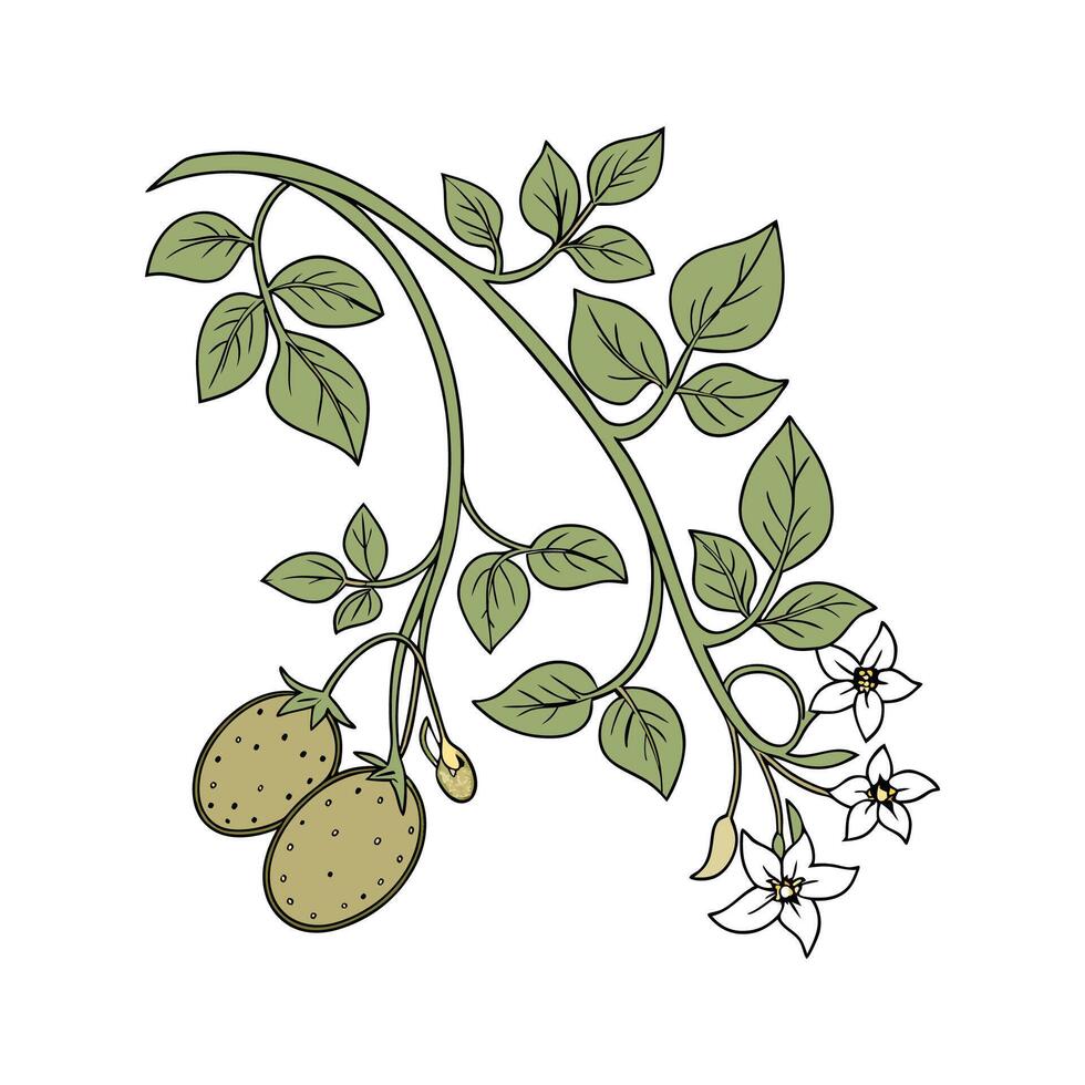 Stylish Potato Vine Flower Illustration vector