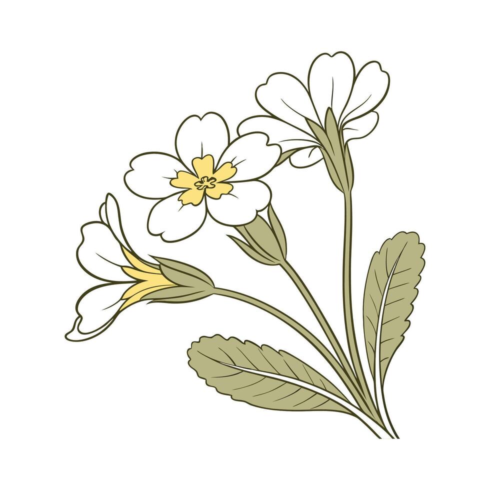 Charming Primrose Design vector