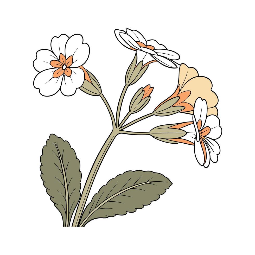 Elegant Primrose Flower Design vector