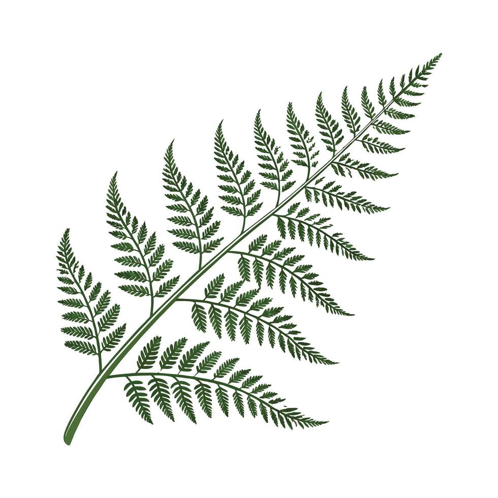 Stylish Rabbits Foot Fern Illustration vector