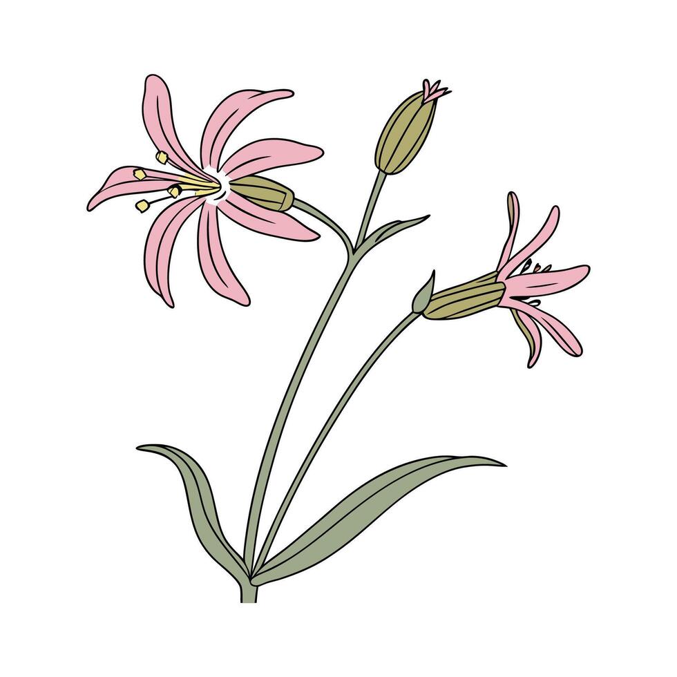 Elegant Ragged Robin Flower Design vector