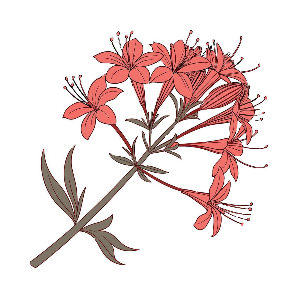 Elegant Red Valerian Flower Design vector