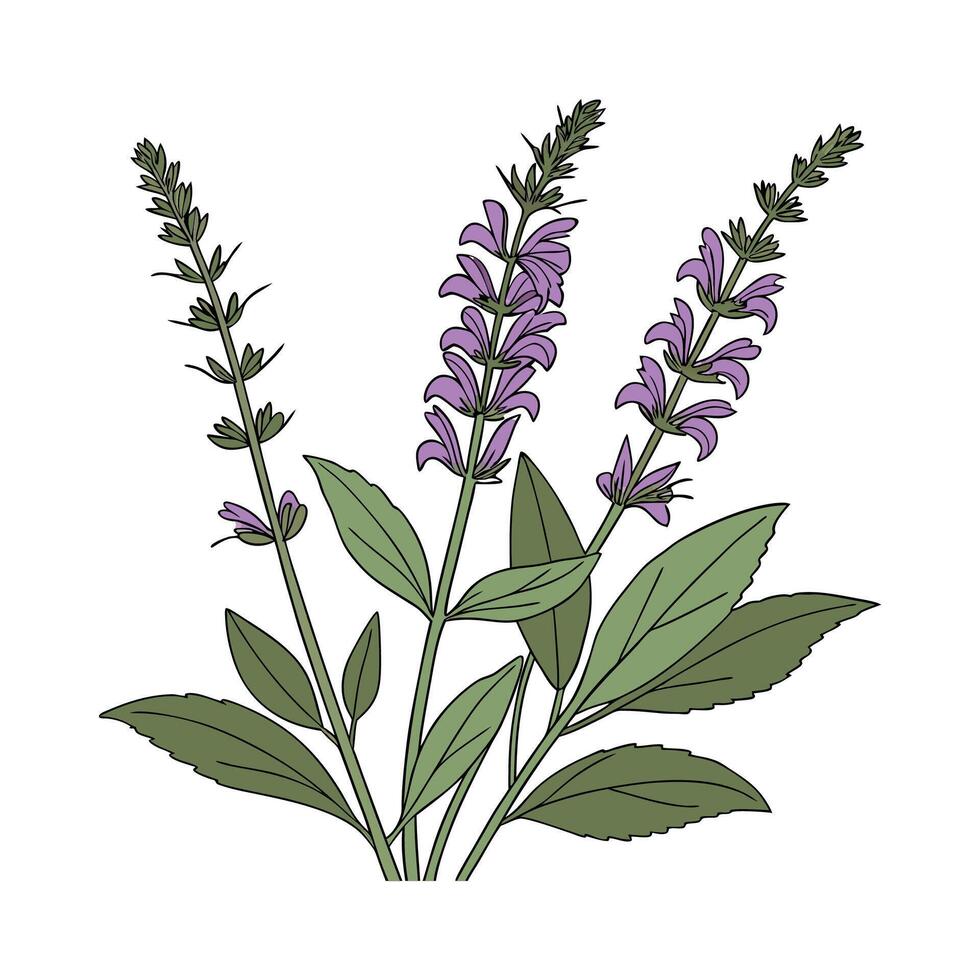 Stylish Salvia Illustration vector