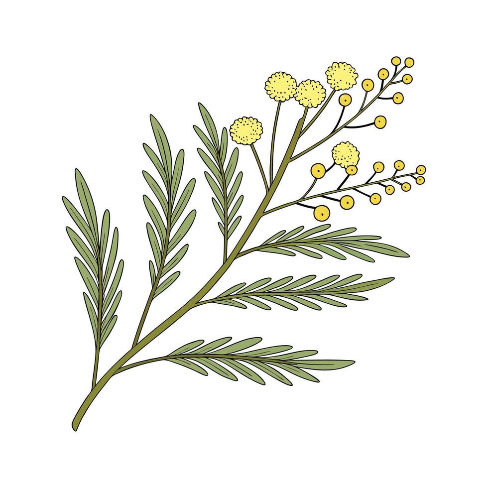 Elegant Santolina Flower Design vector