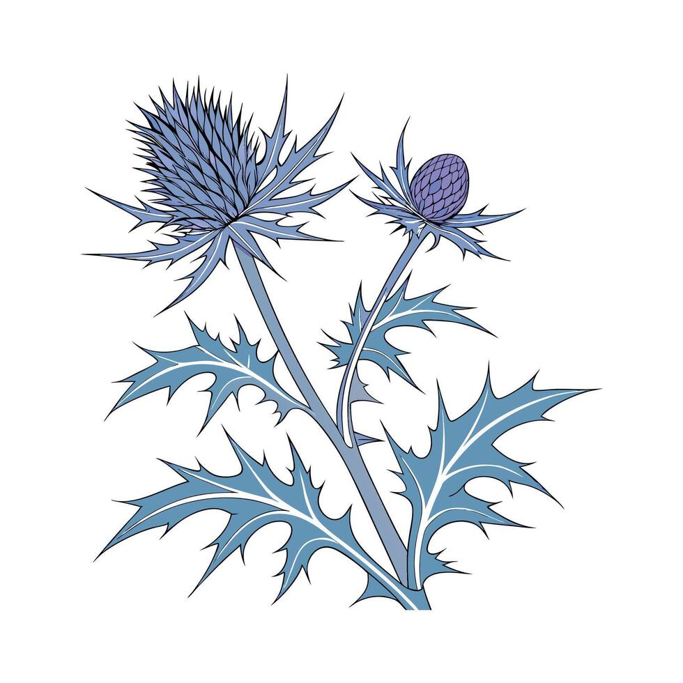 Stylish Sea Holly Flower Illustration vector