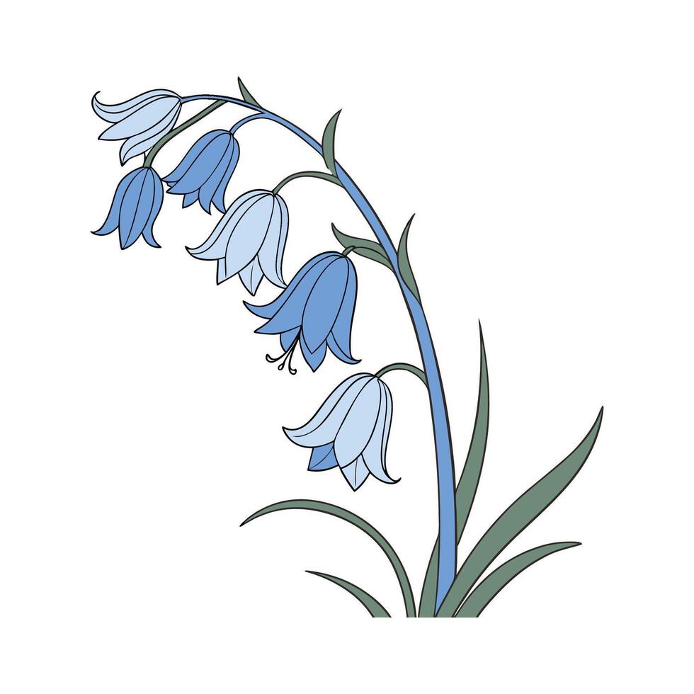 Charming Spanish Bluebell Flower Design vector