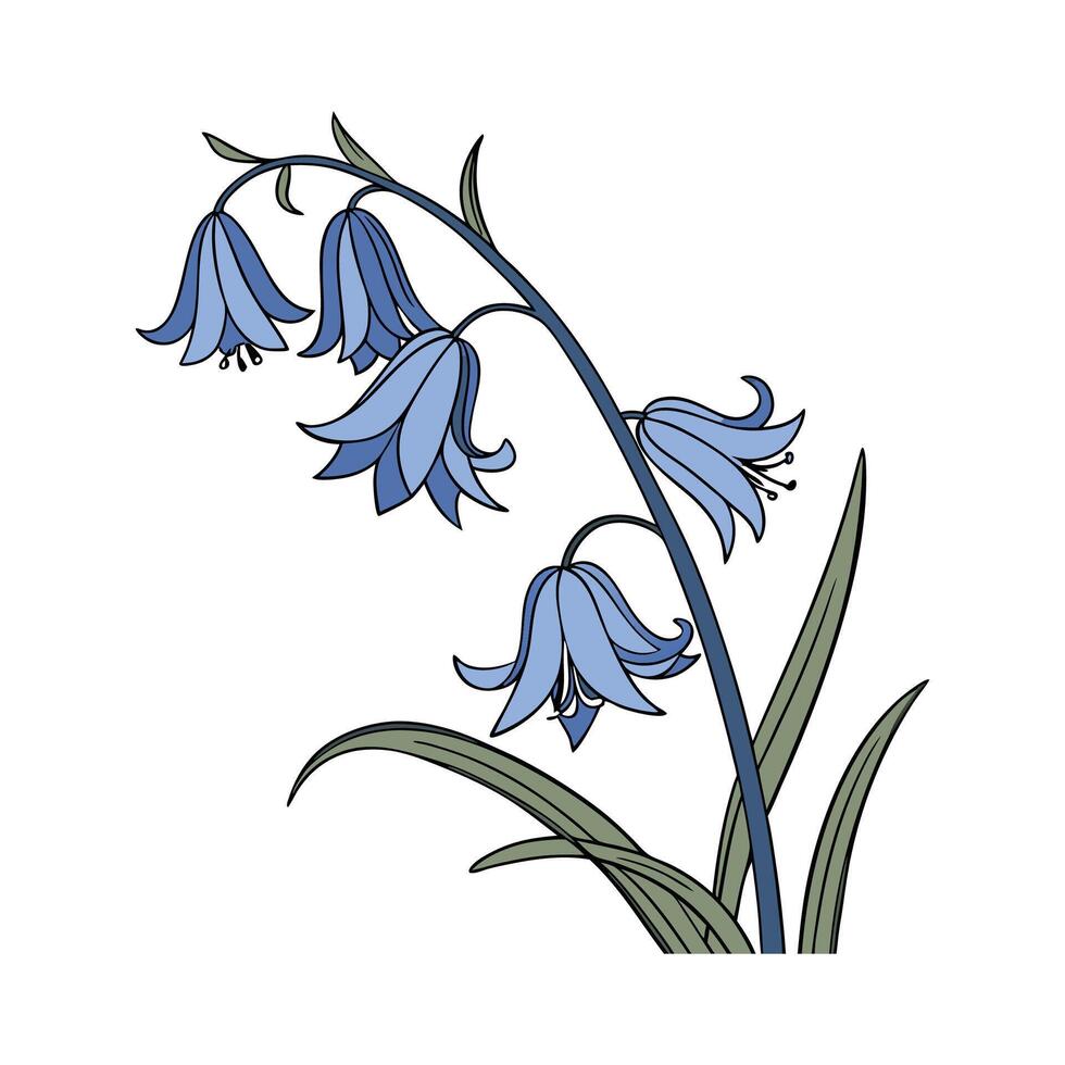 Elegant Spanish Bluebell Flower Design vector