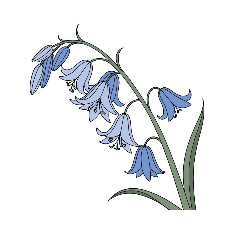 Stylish Spanish Bluebell Illustration. vector