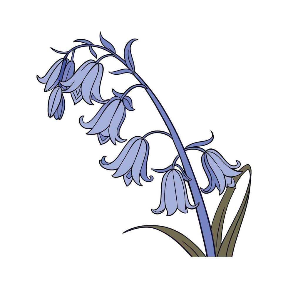 Elegant Spanish Bluebell Flower Design. vector
