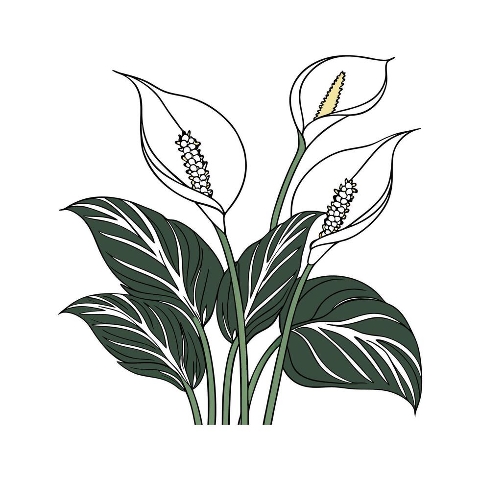 Stylish Spathiphyllum in Modern Decor vector