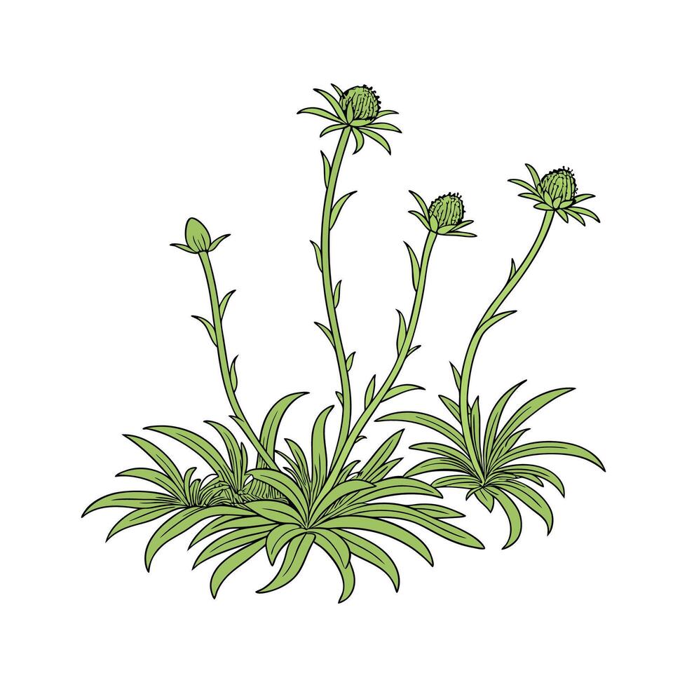 Natural Sphagnum Moss for Decoration vector