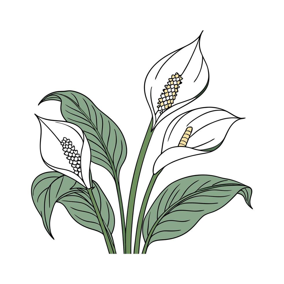 Beautiful Spathiphyllum Plant Display vector