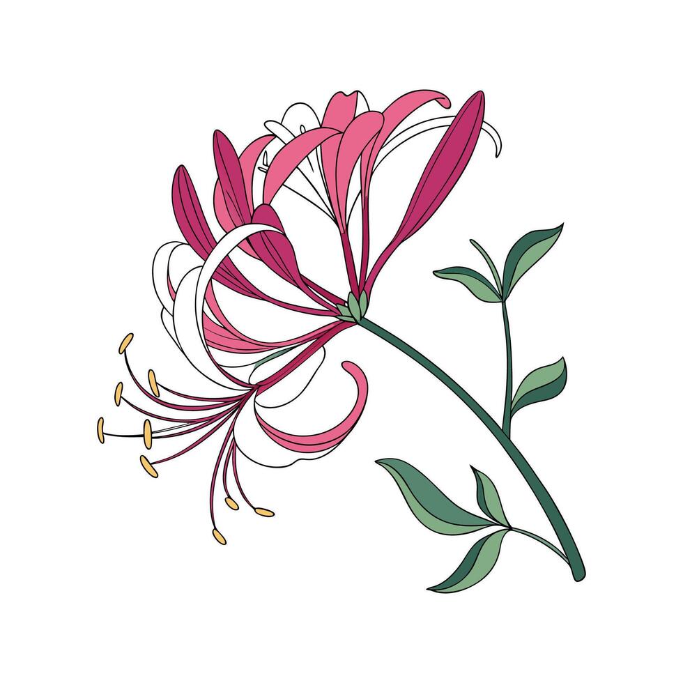Artistic Spider Flower for Unique Decor vector