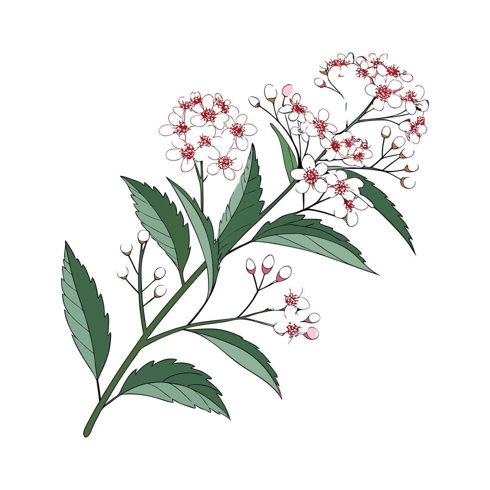 Delicate Spiraea Blooms for Home Decor vector