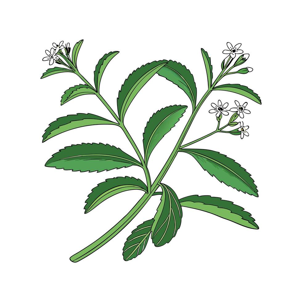 Natural Stevia for Sugar Alternatives vector