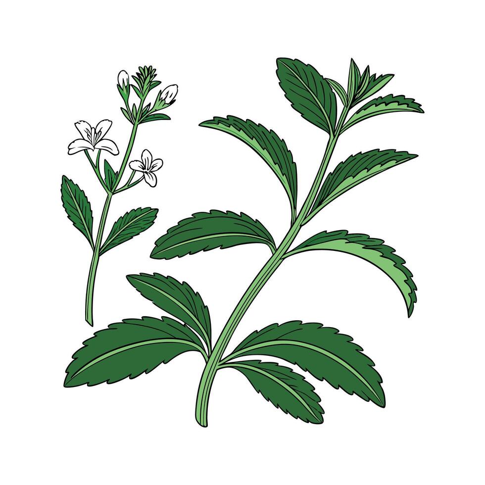 Fresh Stevia for Healthy Sugar Alternatives vector