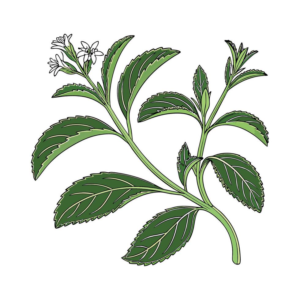 Delicious Stevia for Creative Culinary Uses vector