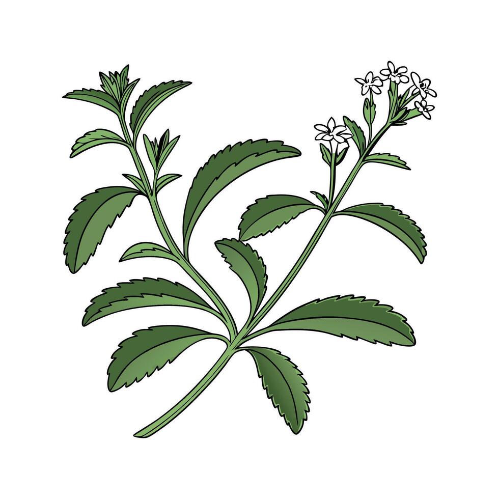 Healthy Stevia Plant for Sweet Solutions vector