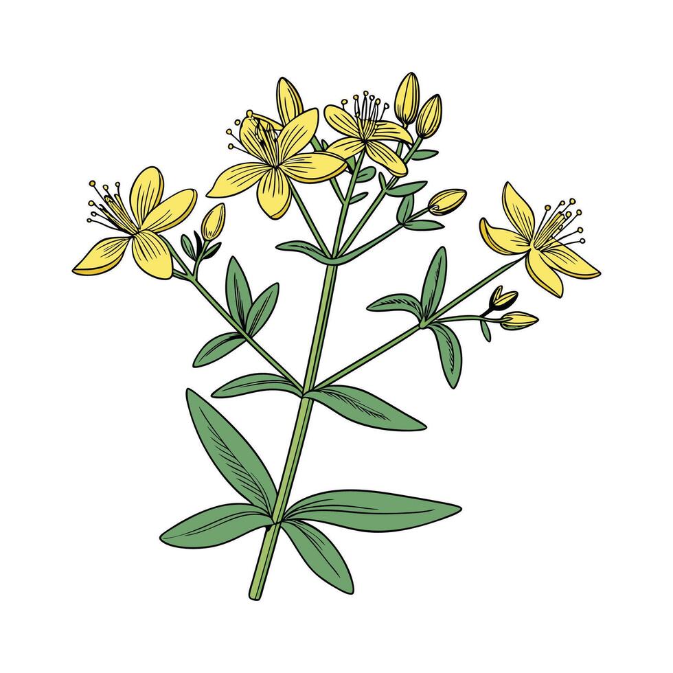 Stunning St. Johns Wort for Natural Remedies vector