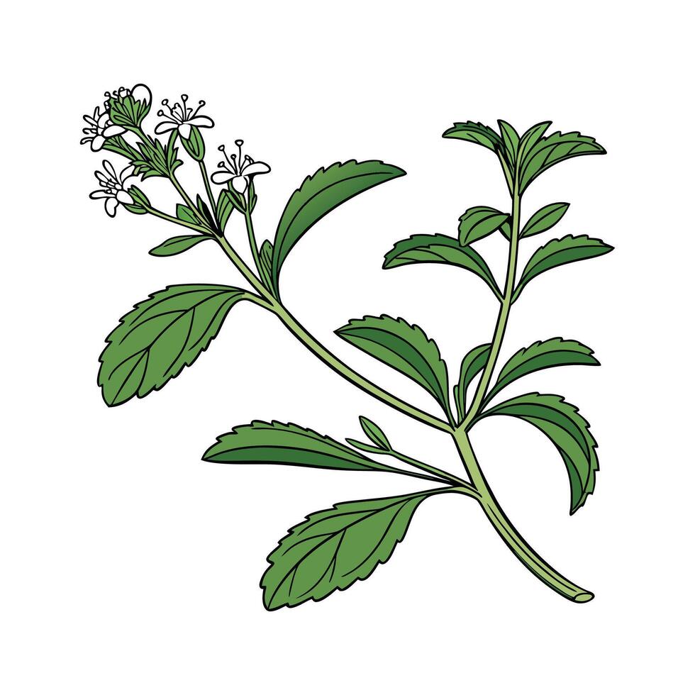 Delicious Stevia for Natural Sweetening vector
