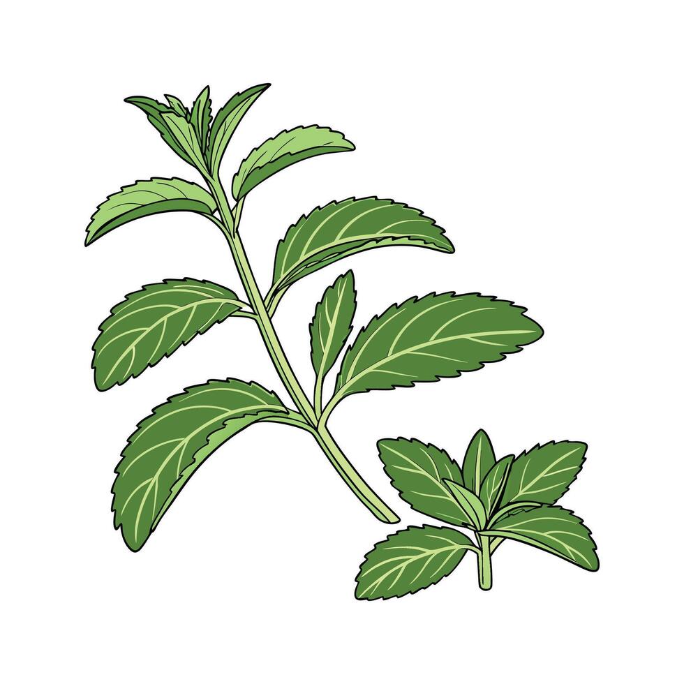 Natural Stevia Plant for Healthy Options vector