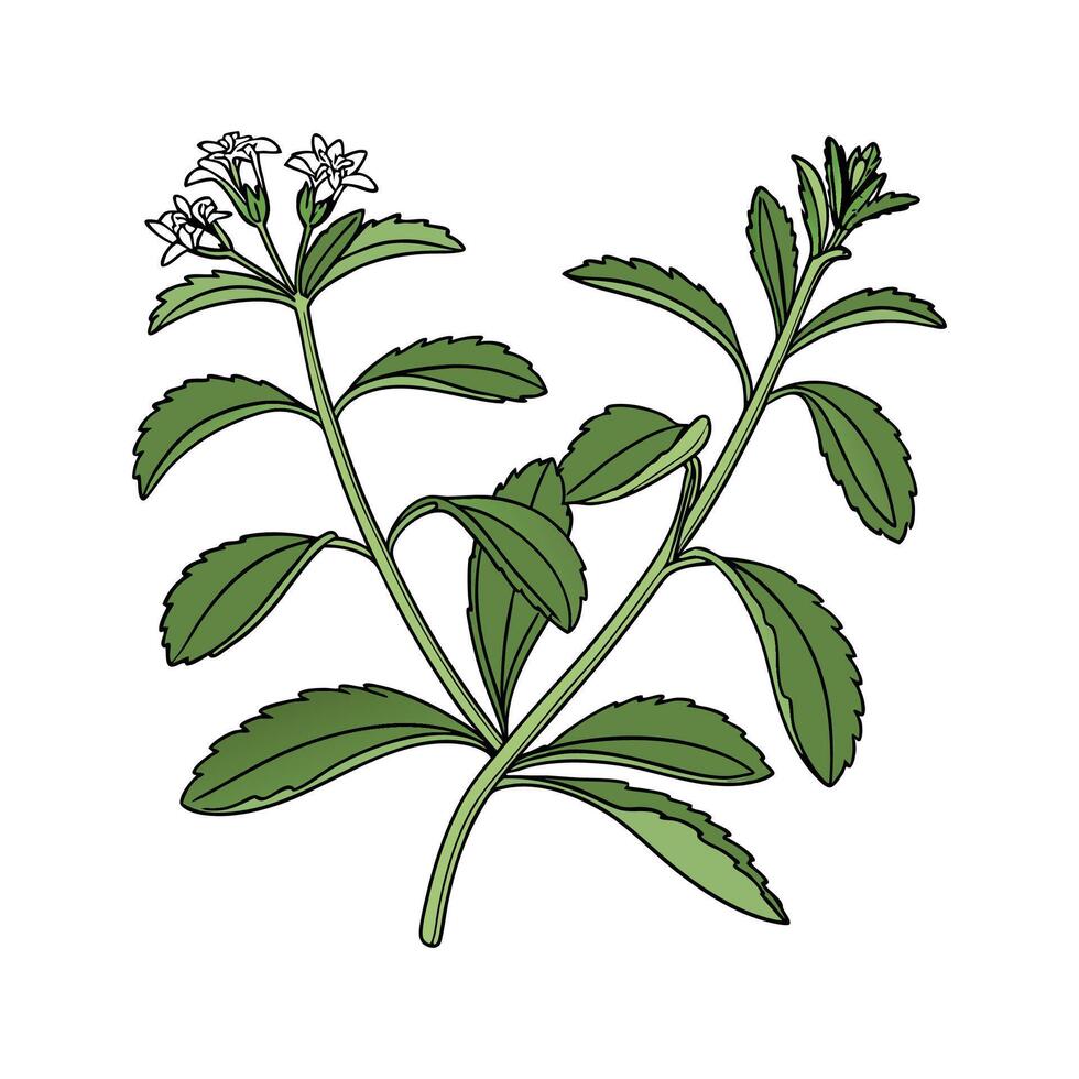 Vibrant Stevia for Sweetening Solutions vector