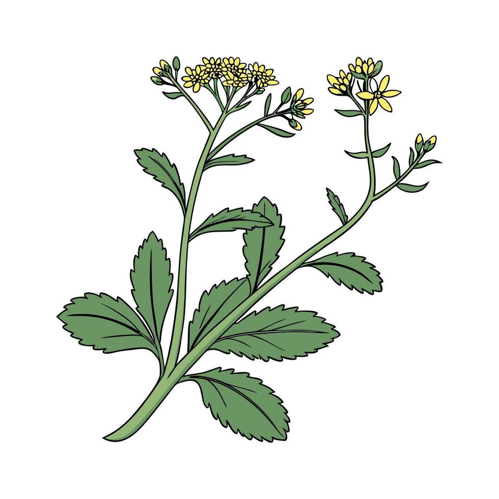 Beautiful Stonecrop for Garden Projects vector