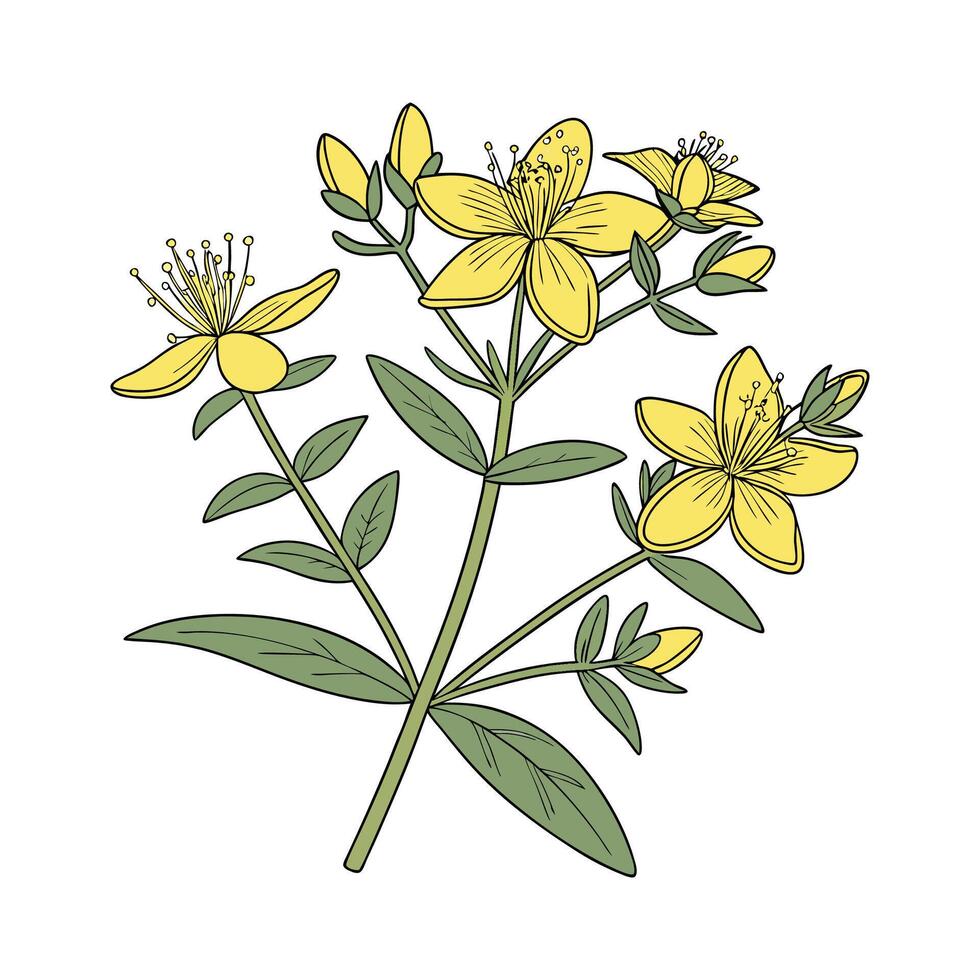St. Johns Wort for Wellness and Health vector