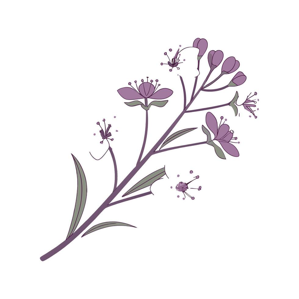 Vibrant Sweet Alyssum for Creative Design vector