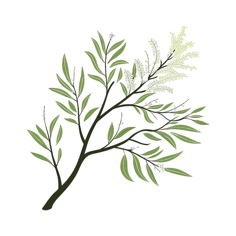 Charming Tamarisk for Decorative Arrangements vector